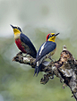 phototoartguy:

benedito-de-testa-amarela (Melanerpes flavifrons) Yellow-fronted Woodpecker by claudio.marcio2 on Flickr
☛ http://flic.kr/p/ryCPVd