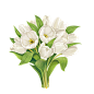 手绘白色花朵  PNG素材