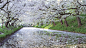 Japan trees wallpaper (#1431400) / Wallbase.cc