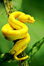 imalikshake:
Yellow eyelash pit viper (Bothriechis schlegelii) by pbertner on Flickr.
