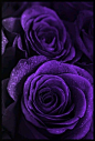 【紫色】Purple