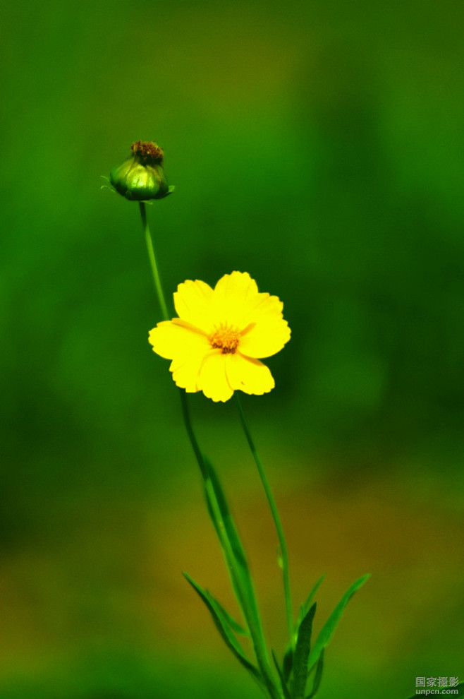 七绝•野菊花
落尽繁华秋瑟瑟，风中犹自舞...