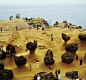 野柳 - Yehliu geopark