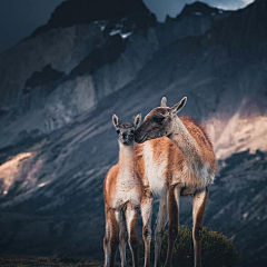 墨墨大娃娃采集到Deer.▕ 是鹿呢。