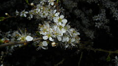 *honeybee*采集到花卉素材