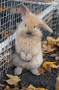 #bunnies #rabbits #animals #cute | Bunnie Bunnie