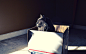 animals boxes cats wallpaper (#2452149) / Wallbase.cc