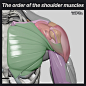 This may contain: an image of the shoulder muscles with text on it that reads, the order of the shoulder muscles