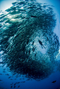 组图：澳夫妇墨西哥潜水被鱼群“包围”_新闻_腾讯网