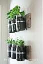 Upcycled Mason Jars to grow herbs