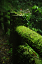 Moss Fence, Japan
