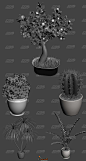 【新提醒】【CG模型】20个高精植物3D模型植物食物CG模型CG帮美术资源网 -