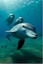 Smiling dolphin trio.