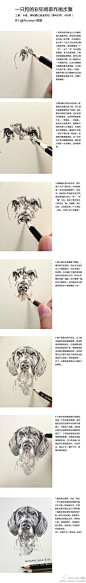 一只狗的彩铅局部作画步骤。