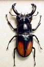 Hexarthrius parryi paradoxus Flying Fighting Stag Beetle