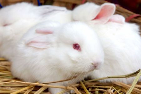 236b30c196363401aeb561489da674084c13be94474d-faIXlv