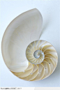 简单生活-漂亮的鹦鹉螺