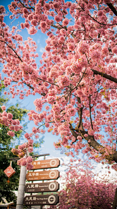 国境以南-太阳以西采集到那。年夏天♥