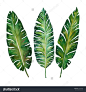 stock-photo--banana-leaves-watercolor-plant-botanic-painting-on-white-background-vector-illustration-324239402