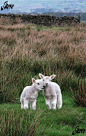 Denholme lambs.