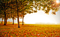 landscapes autumn - Wallpaper (#185250) / Wallbase.cc
