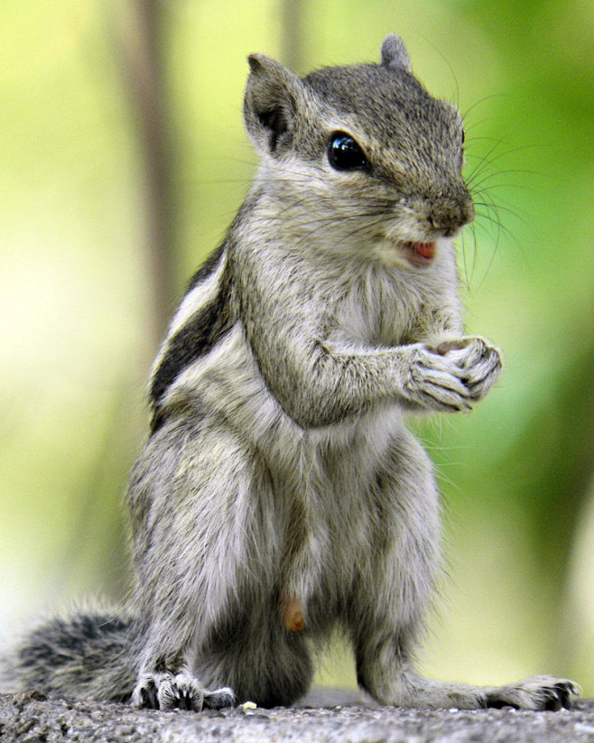 The Squirrel Smiling...