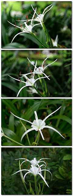 ┈━═☆蓅煋采集到特写-花的世界