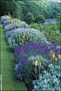 I love the repetition of colors and shapes in this border. The yellow spikes of the red hot poker (Kniphofia) add nice contrast. Lavender cotton (Santolina)and daisy bush (Brachyglottis syn. Senecio)  add silver notes