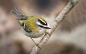 REGULUS IGNICAPILLUS by Jean Luc Ronné on 500px