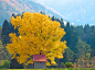 gingko by Syuzo Tsushima on 500px