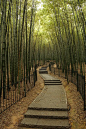 The Bamboo Forest in Hangzhou’s botanical garden, China (by acoillet).