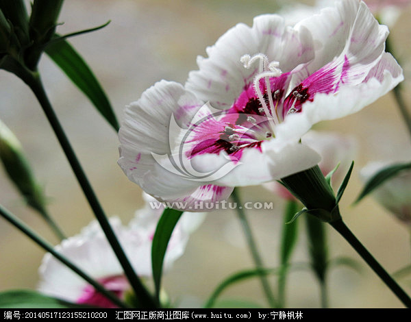 石柱子花 石竹花 康乃馨,花卉,植物花草...