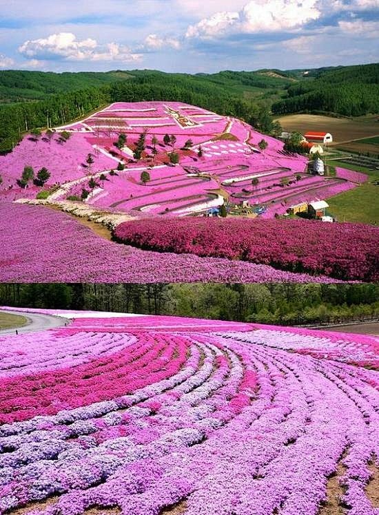 丛生福禄考（芝樱花，苔粉红色），日本北海...