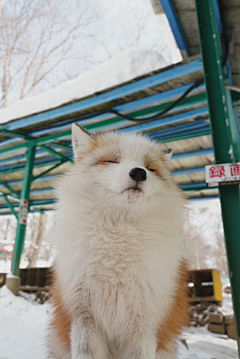 橙村村长Orange采集到酒果喜欢的小动物们~