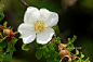 Rosa omeiensis Rolfe 峨眉蔷薇