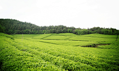 前路茫茫采集到茶山