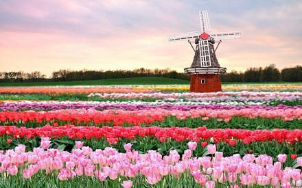 荷兰，在北纬52°，邂逅郁金香。