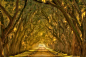 盘点世界上最美的20条树隧道 (16)