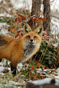 ˚Red Fox