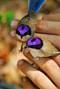 #吸啾#紫冠细尾鹩【liao】莺。依然是生活在澳大利亚的萌啾，和前几天吸过的辉蓝细尾鹩莺同属鹩莺大家庭~头顶的紫色圈圈十分个性，觉得还有几分科幻的韵味！辨识度很高哦！ ​​​​