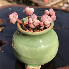 茶香~一缕采集到花儿及微景观