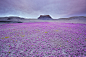 紫色的花朵在荒芜之地。犹他，美国