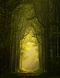 树大教堂，荷兰
Tree Cathedral, The Netherlands