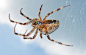 十字园蛛(Araneus diadematus)。