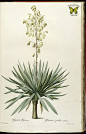 Spanish bayonet. Yucca gloriosa. Sword-like leaves and 8 foot panicles of white (sometimes tinged purple or red) bell-shaped flowers. Native to the southeastern U.S. By P.J. Redouté (1827-1833) | From the botanical illustration collection of Swallowtail G