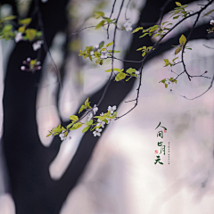 心海微蓝采集到刹那花开