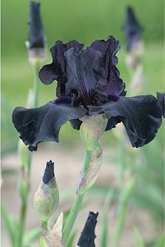 花花ing采集到花