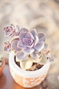 Purple succulent * for more home inspiration, visit www.bellamumma.com