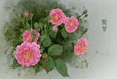 墦索Norma采集到二十四节气花卉图