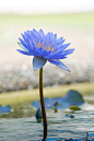 睡莲，水蓝色和蓝色的花